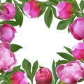 Vector frame of peonies flowers, buds and green leaves. Greeting card with summer pink flowers for collage decoration and invitati